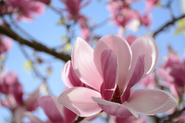 White pink scented magnolia flower close up