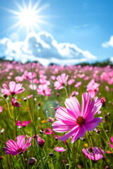 Fototapeta premium Pink Cosmos Flower in Spring with beautiful Bokeh effect 
