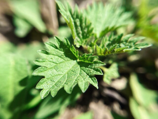 Young green leaves of nettles grow in the rays of sunlight