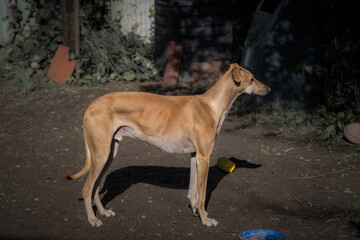 Ivo, the spanish greyhound, looking out the fence
