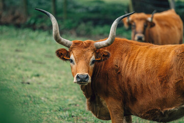 outdoor cow and bull farming