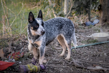 Bunji, the australian cattle dog, playing in the garden with toys