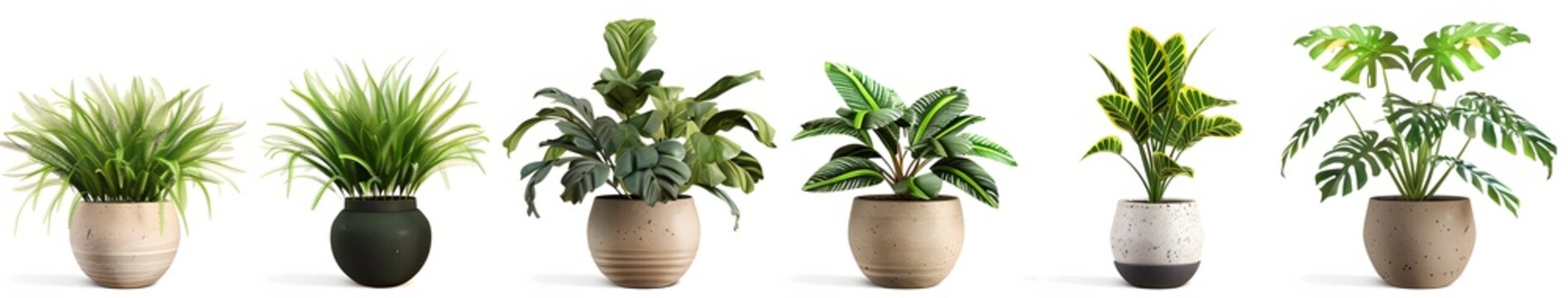 two potted plants with green leaves
