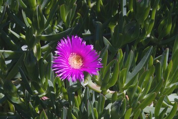 a colored flower called chilean sea  fig flower in a green grass 