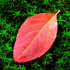 Red Autumn Leaf on Green Moss Lush Growth With Water Drops
