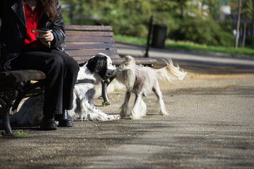 friendly meeting of two dogs of different breeds near a bench in the park