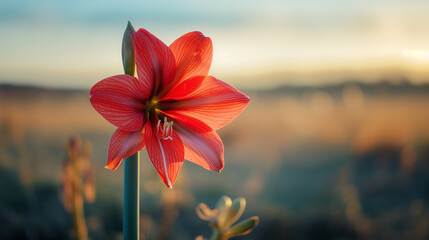Sunset Glow on a Solo Red Amaryllis Flower in the Field - obrazy, fototapety, plakaty