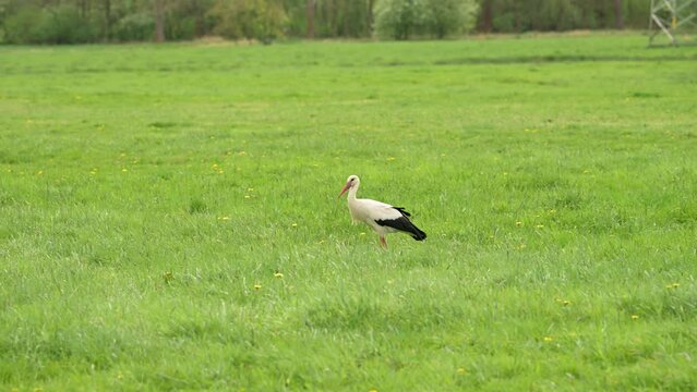 Ein Storch auf einer gr&uuml;nen Wiese im Fr&uuml;hling
