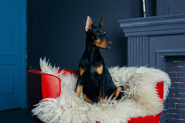 beautiful young black doberman dog on a red leather chair near the fireplace
