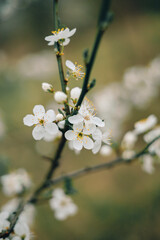 Cherry Plum Blossom in Early Spring, Selective Focus, Blurred Background - 780049993
