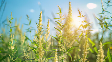 Blooming ragweed serves as an allergen for allergy sufferers during the warm season - obrazy, fototapety, plakaty