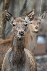 Red deer, males and females in the deciduous forest in winter