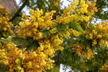 Spring blossom of acacia dealbata, silver wattle, blue wattle or mimosa, species of flowering plant in legume family Fabaceae