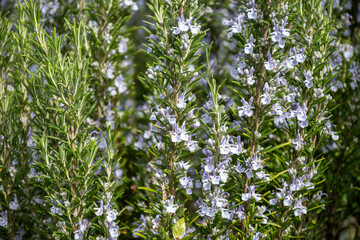 Botanical collection, Blue blossom of aromatic kitchen herb rosemary