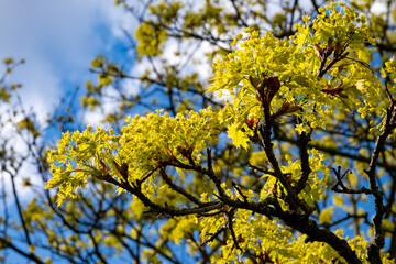 Acer platanoides, commonly known as Norway maple in spring blossom