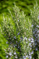 Obraz premium Botanical collection, Blue blossom of aromatic kitchen herb rosemary