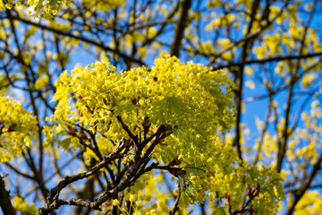 Acer platanoides, commonly known as Norway maple in spring blossom