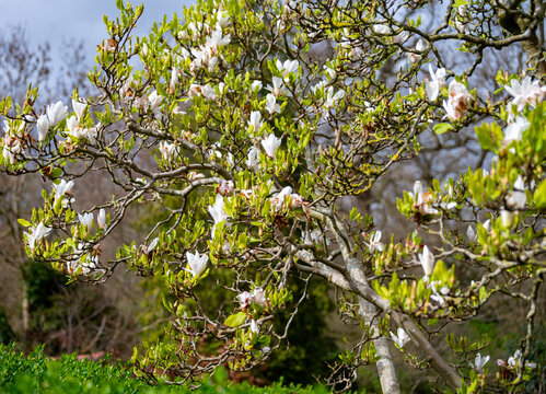 White blossom of Magnolia stellata tree in spring