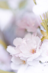 Białe i różowe kwiaty wiśni (Japanese cherry Amanogawa), tło kwiatowe