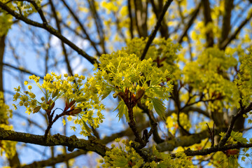 Acer platanoides, commonly known as Norway maple in spring blossom
