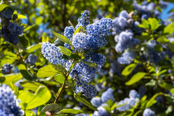 Blue flowers of eltleaf ceanothus, island ceanothus, and island mountain lilac in London's garden, UK in spring