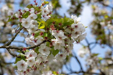 Spring blossom of cherry tree in orchard, floral  nature landscape