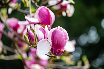 Obraz premium Blue sky and pink blossom of Magnolia stellata tree in spring