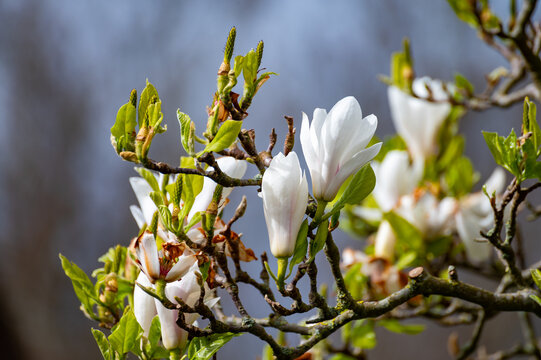 White blossom of Magnolia stellata tree in spring