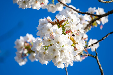 Spring blossom of sakura white cherry tree in orchard, floral  nature landscape with blue sky