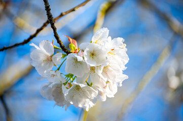 Fototapeta na wymiar Spring blossom of sakura wild cherry tree in orchard, floral nature landscape