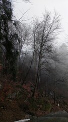 Fototapeta premium fog in the forest