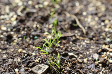 spring carrot seedling row container garden