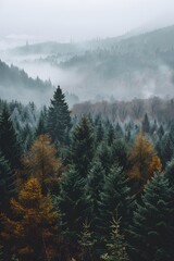 a forest with fog and trees