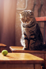 
A cat sits on a chair and looks at a ball