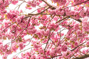 pink cherry blossom in springBeautiful pink cherry blossom, Sakura flower at full bloom, soft focus on the pink cherry bloom, background with sakura flower 