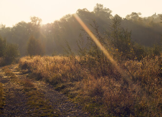 Golden Sunrise Over Misty Forest Path, Ethereal Morning Light Illuminating Wild Grass and Trees, Nature’s Beauty Unveiled