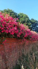 flowers in the garden