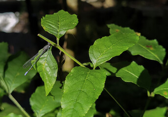 dragonfly on leaves black background