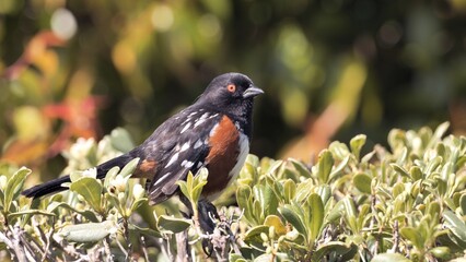 Spotted Towhee (Pipilo maculatus) singing in a spring park in Southern California.