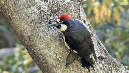 Fototapeta premium Acorn Woodpecker (Melanerpes formicivorus) on a tree. It is a medium-sized woodpecker that lives in North, Central and partly South America.