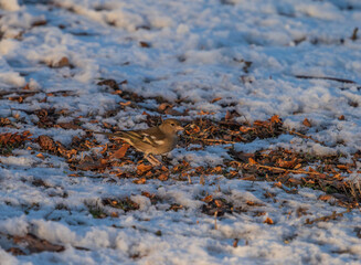 A chaffinch at a feeding spot at winter in Jena