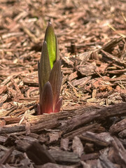 Lily spike emerging through pine bark mulch in the home landscape in spring