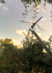 Silhouette of a Great Blue Skimmer dragonfly perched on a stem at sunset