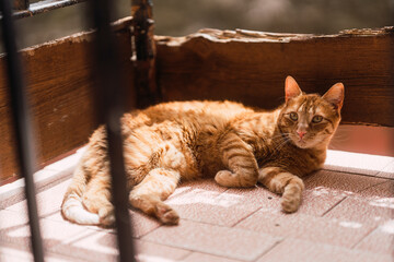 Gato naranja tumbado al sol en un balcón durmiendo - obrazy, fototapety, plakaty