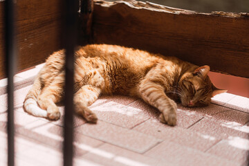 Gato naranja tumbado al sol en un balcón durmiendo