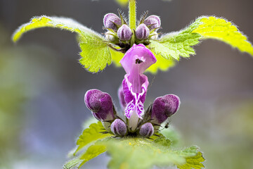 Blüte der Purpurroten Taubnessel (lamium purpureum)