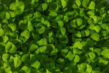 Close-up of Basil Micro herbs top view background. Sprouting Microgreens. Seed Germination at home. Vegan and healthy eating concept. Sprouted basil Seeds, Micro greens in sun flares. Growing sprouts.