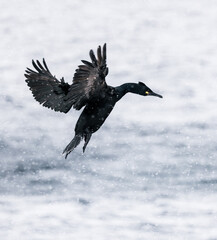 European Shag bird in flight