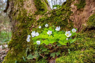 blühender Waldsauerklee Harz Selketal