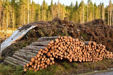 Deforestation, forest clearing, timber harvesting. 